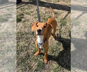 Labrador Retriever-Unknown Mix Dogs for adoption in Waterford, VA, USA