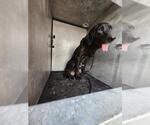 Small Labrador Retriever Mix