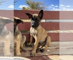 Small Photo #2 Belgian Malinois Puppy For Sale in BLACKFOOT, ID, USA