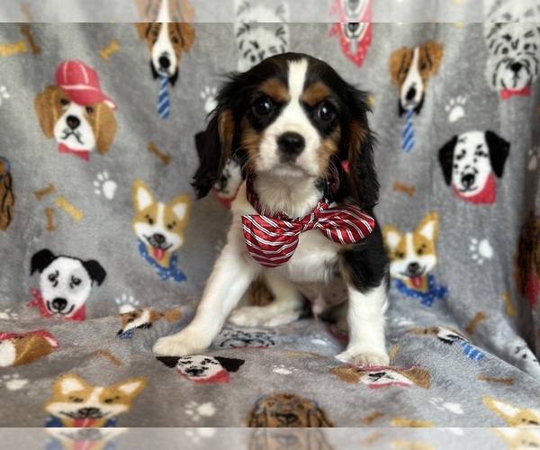 Medium Photo #5 Cavalier King Charles Spaniel Puppy For Sale in LAKELAND, FL, USA