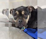 Small #7 American Pit Bull Terrier-Bulldog Mix