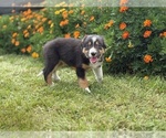 Small #7 Border Collie-Bordoodle Mix