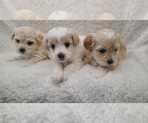 Maltese-Poodle (Toy) Mix Puppy for sale in GRANDVILLE, MI, USA