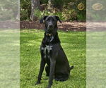 Small #1 Great Dane-Labrador Retriever Mix