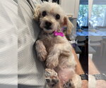 Small #3 Maltese Mix
