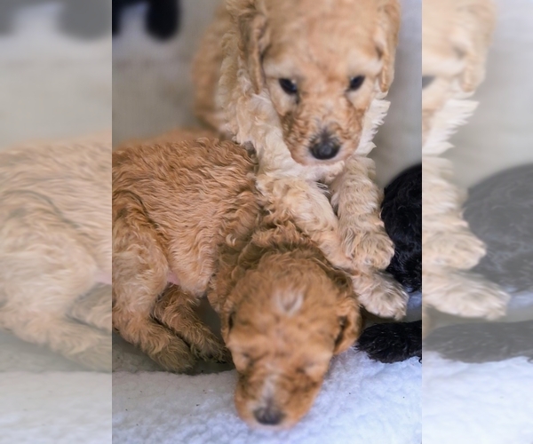 Medium Photo #24 Poodle (Standard) Puppy For Sale in WINCHESTER, TN, USA