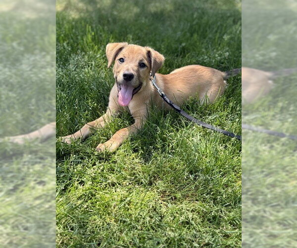 Medium Photo #1 Golden Retriever-Unknown Mix Puppy For Sale in Brewster, NY, USA