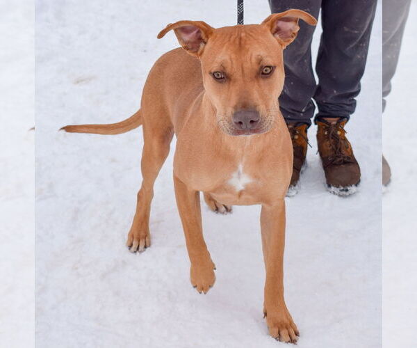 Medium Photo #3 American Staffordshire Terrier-Boxer Mix Puppy For Sale in Huntley, IL, USA