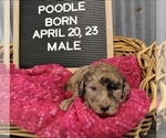 Small Photo #10 Poodle (Standard) Puppy For Sale in NEW YORK MILLS, MN, USA