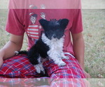 Small Photo #5 Miniature Australian Shepherd Puppy For Sale in HARRISON, AR, USA