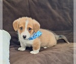 Small Photo #41 Pembroke Welsh Corgi Puppy For Sale in ARROYO GRANDE, CA, USA
