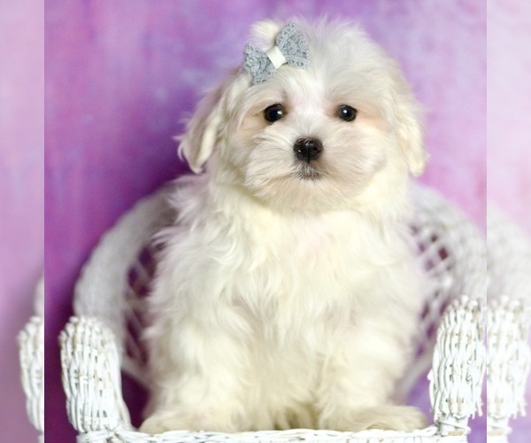 Medium Photo #24 Maltese Puppy For Sale in WARSAW, IN, USA
