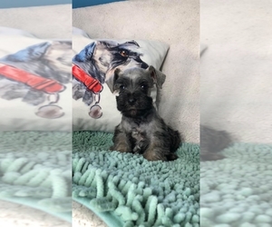 Schnauzer (Standard) Puppy for sale in CHULA VISTA, CA, USA