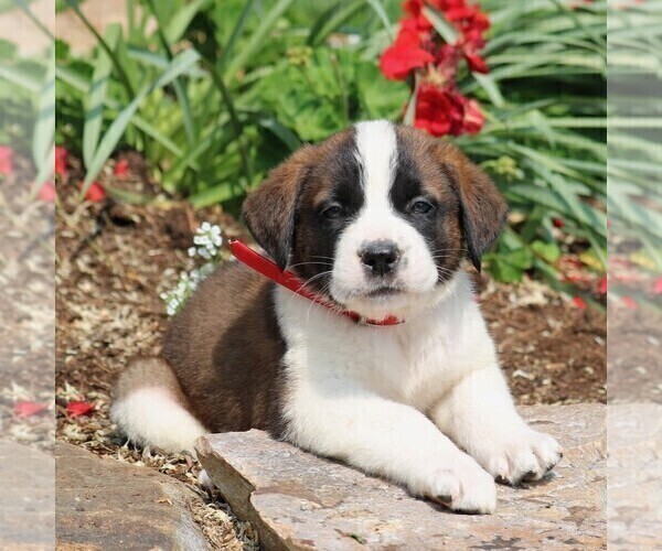 Medium Photo #1 Saint Bernard Puppy For Sale in NEW HOLLAND, PA, USA