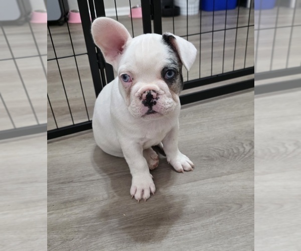 Medium Photo #2 French Bulldog Puppy For Sale in CHANDLER, AZ, USA