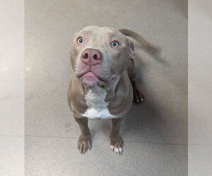 Mutt Dogs for adoption in La Porte, IN, USA