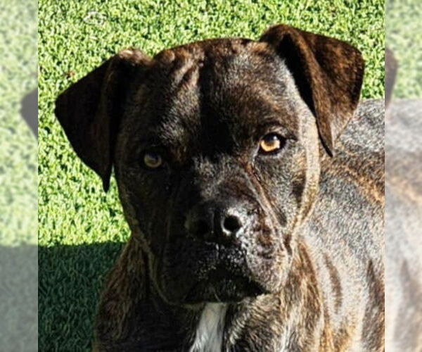Medium Photo #3 American Staffordshire Terrier-Boxer Mix Puppy For Sale in Albuquerque, NM, USA