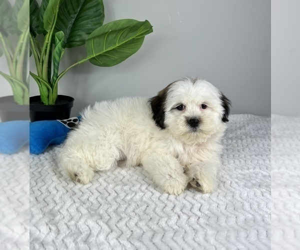 Medium Photo #7 Zuchon Puppy For Sale in FRANKLIN, IN, USA