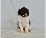 Small Photo #2 Poodle (Standard) Puppy For Sale in SUGARCREEK, OH, USA