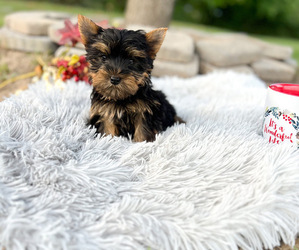 Yorkshire Terrier Puppy for sale in POUND, VA, USA