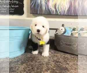 Old English Sheepdog Puppy for sale in FORT MILL, SC, USA