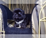 Small Photo #22 Shih Tzu Puppy For Sale in HAYWARD, CA, USA