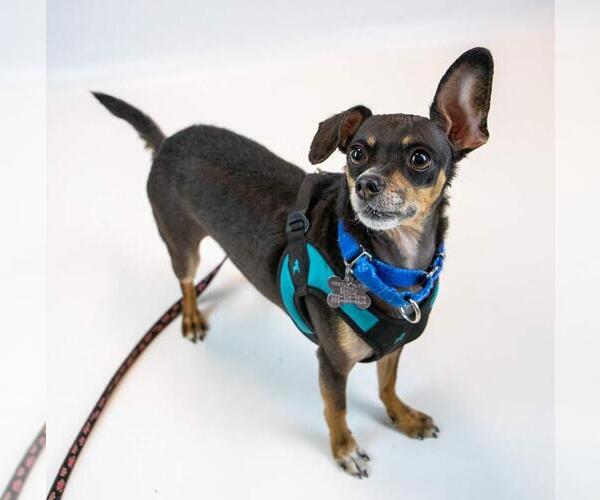 Medium Photo #5 Chihuahua-Unknown Mix Puppy For Sale in Kennesaw, GA, USA