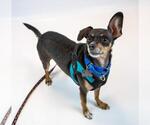 Small #4 Chihuahua Mix