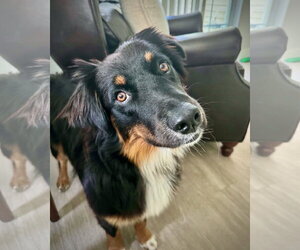 Australian Shepherd Dogs for adoption in Dumont, NJ, USA