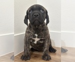 Puppy Puppy 2 Cane Corso