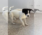 Small #4 Rat Terrier Mix
