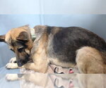 Small German Shepherd Dog