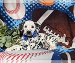 Small Photo #4 Dalmatian Puppy For Sale in QUARRYVILLE, PA, USA