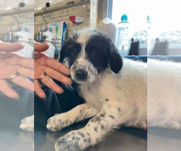 Medium Photo #2 Labrador Retriever-Unknown Mix Puppy For Sale in Foristell, MO, USA