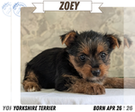 Puppy Zoey Yorkshire Terrier