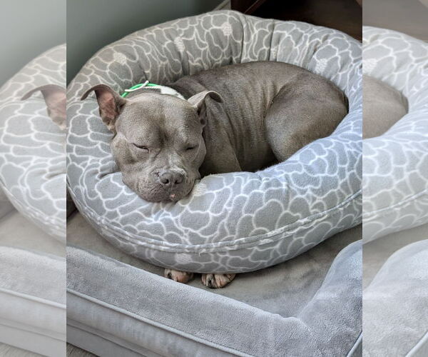 Medium Photo #6 American Pit Bull Terrier Puppy For Sale in Alexandria, VA, USA