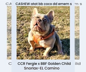 Father of the French Bulldog puppies born on 03/21/2025