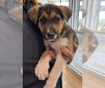 Small Beagle-German Shepherd Dog Mix