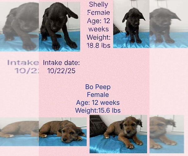 Medium Photo #3 Mutt Puppy For Sale in Aurora, IN, USA