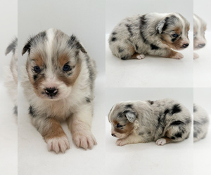 Australian Shepherd Puppy for sale in BROOKER, FL, USA
