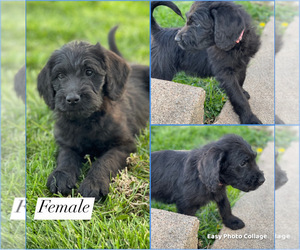 Labradoodle Puppy for sale in LIBERTY, IL, USA