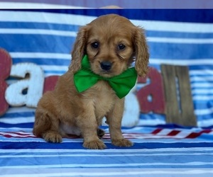 Golden Retriever Puppy for sale in LANCASTER, PA, USA