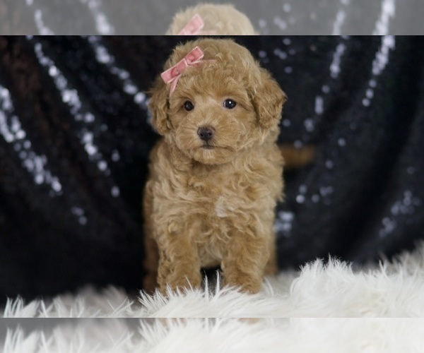 Medium Photo #4 Maltipoo Puppy For Sale in WARSAW, IN, USA