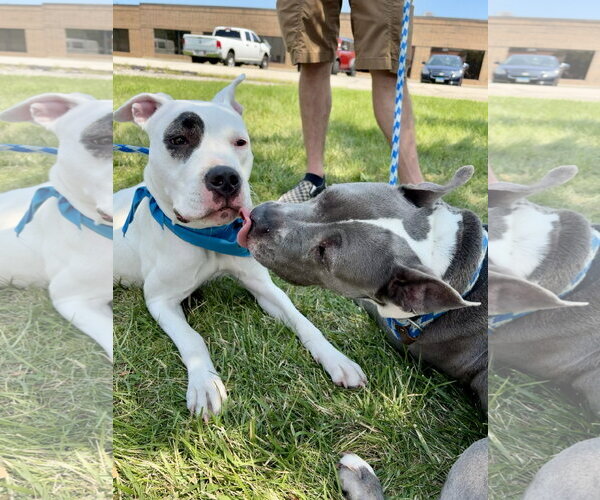 Medium Photo #10 American Pit Bull Terrier Puppy For Sale in Techny, IL, USA