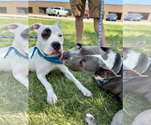 Lola - Female American Pit Bull Terrier Dog for Adoption - Photo #10