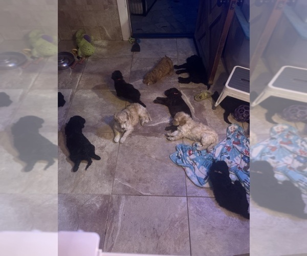 Medium Photo #1 Goldendoodle Puppy For Sale in MONROVIA, CA, USA