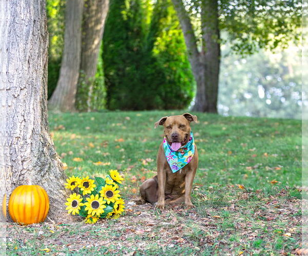 Medium Photo #7 Mutt Puppy For Sale in Unionville, PA, USA