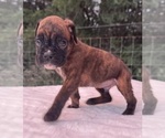 Small #6 Boxer