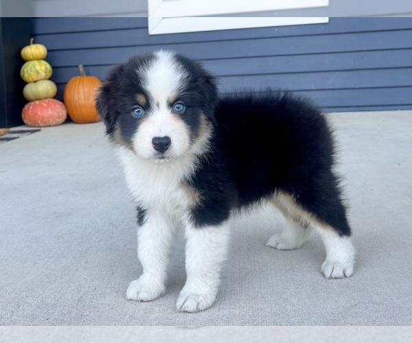 Medium Photo #1 Australian Shepherd Puppy For Sale in LODA, IL, USA