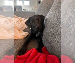 Labrador Retriever-Unknown Mix Dogs for adoption in Springdale, PA, USA